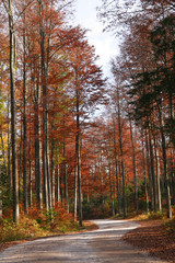 Panele Szklane Podświetlane  Las jesienią
