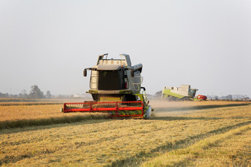 Modern combine harvester in a rice field during harvest time