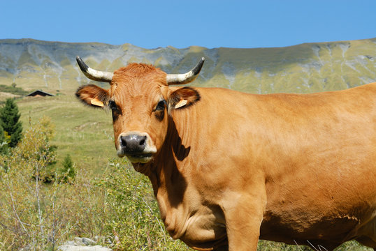 vache en alpage