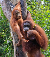 two orangatang © charles taylor