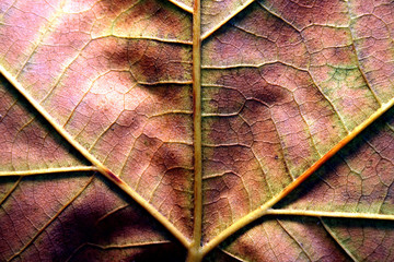 Foglia colorata