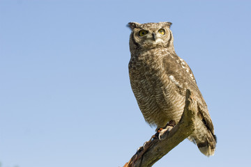 reticulated eagle owl over blue sky with copy space