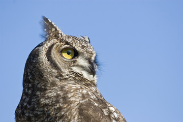 reticulated eagle owl closeup over blue sky