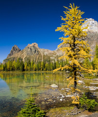 Autumn in the Banff Wilderness