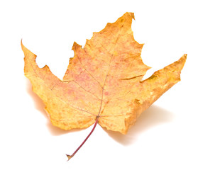 Autumn maple leaf on white background. Isolation