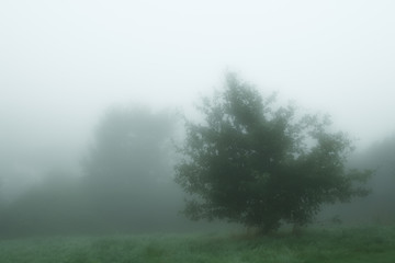 Fototapeta na wymiar cool myst tree in the morning english fog