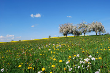 Apple tree in spring