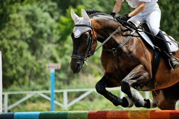 Horse theme: jockeys, horse races, speed.