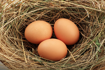 Packing eggs isolated on a white background