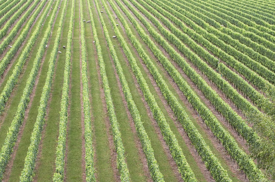 A Vineyard In Hawkes Bay Wine Country, New Zealand