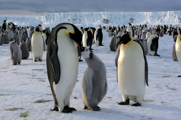 Emperor penguin with chick (Ross sea/Antarctic)