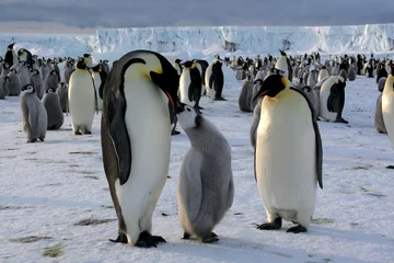 Crédence de cuisine en verre imprimé Pingouin Manchot empereur avec poussin (Mer de Ross/Antarctique)