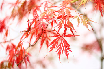 maple leafs in autumn colours - 9680831