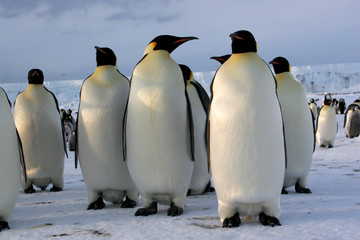 Manchots Empereurs (Emperor penguins) Antarctique
