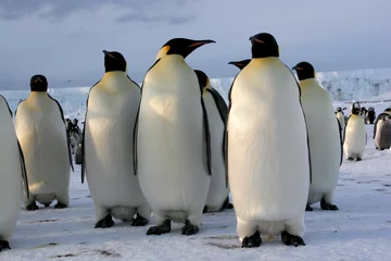 Papier Peint photo Lavable Pingouin Manchots Empereurs (Emperor penguins) Antarctique