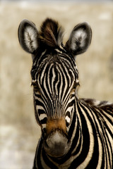 Fototapeta na wymiar Zebra HDR