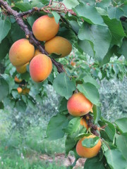 Ramo di albicocche