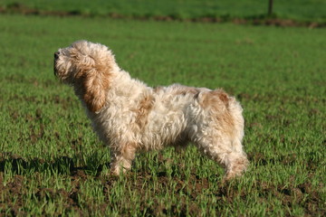 Petits Bassets griffons vendéens à la campagne de profil
