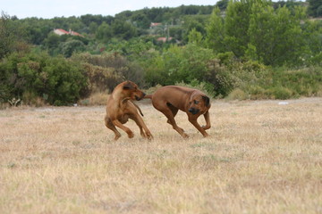 Naklejka premium Rhodesian ridgeback jouant à deux à la campagne