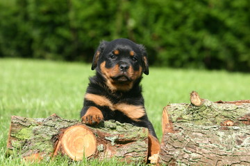 Rottweiler chiot calme avec tronc d'arbre