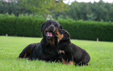Rottweiler mère et chiot jouant sur la pelouse © Dogs