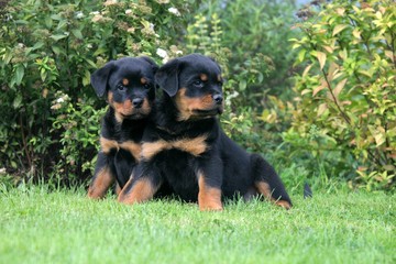 Rottweiler chiots calme duo assis dans un parc