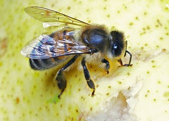 honeybee on a pear