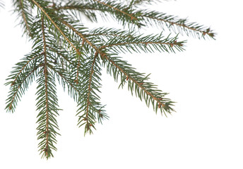 Fir tree branch isolated . Christmas decoration..