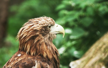 Eagle