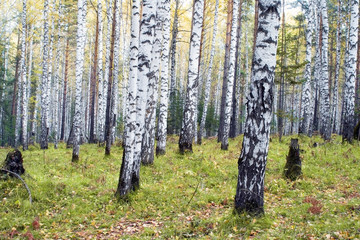 A birchwood in the autumn