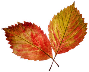 two transparent autumn leaf