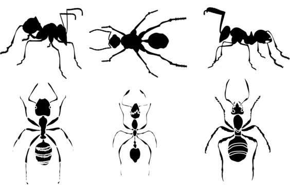 ant silhouettes collection