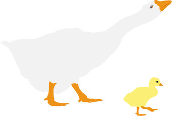 illustration of  goose with gosling walking © Accent