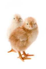 Obraz premium Chicken