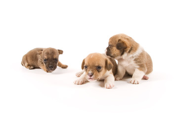 Three puppies on white background