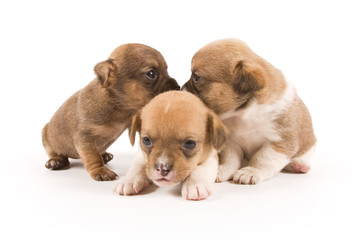 Three puppies on white background