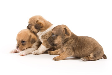 Three puppies on white background