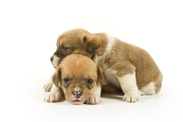Two puppies on white background
