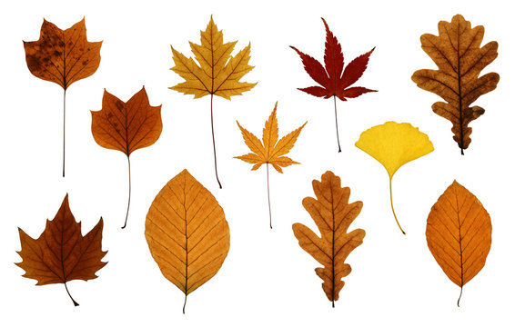 Collection of autumn leaves isolated on white
