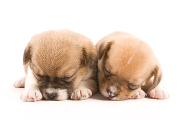 Two sleeping puppies on white background