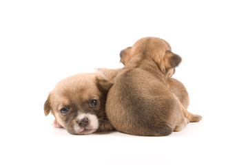 Obraz premium Two puppies on white background