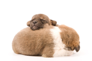 Two sleeping puppies on white background