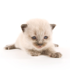 Kitten on white background