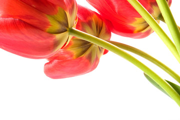 Red tulips on white background