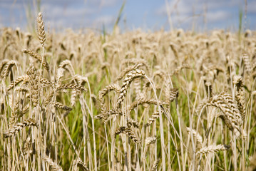 Wheat field in summer showing golden ears