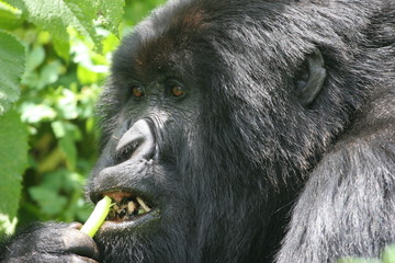 gorille mangeant du céleri rwanda