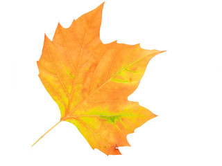 Autumn  leaf isolated on white background