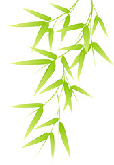 Fototapeta premium Bambou - image vectorielle -