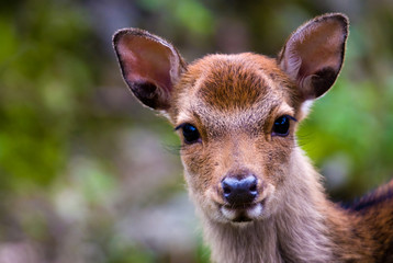 portrait of a young sika deer fawn (lat. Cervus nippon)