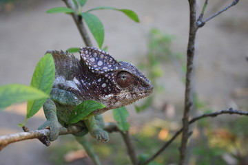 caméléon berenty madagascar